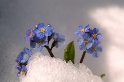 Forget-me-not 1