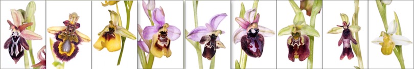 Gargano orchid strip