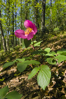 paeony 501 copy