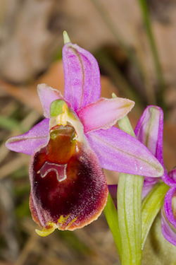 Ophrys_crabronifera.PHDSDIM2038- copy