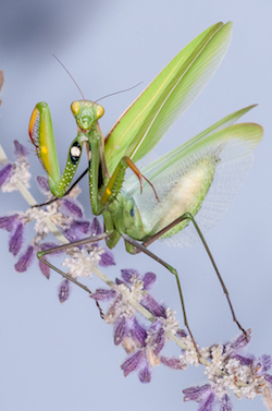 Mantid copy